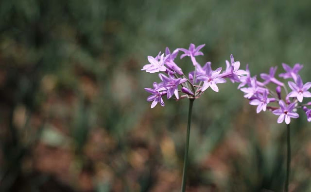 Society Garlic Flowers Pictures