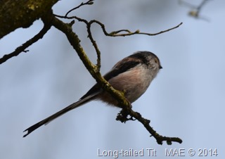 2014-03-30 Copse Wood 001