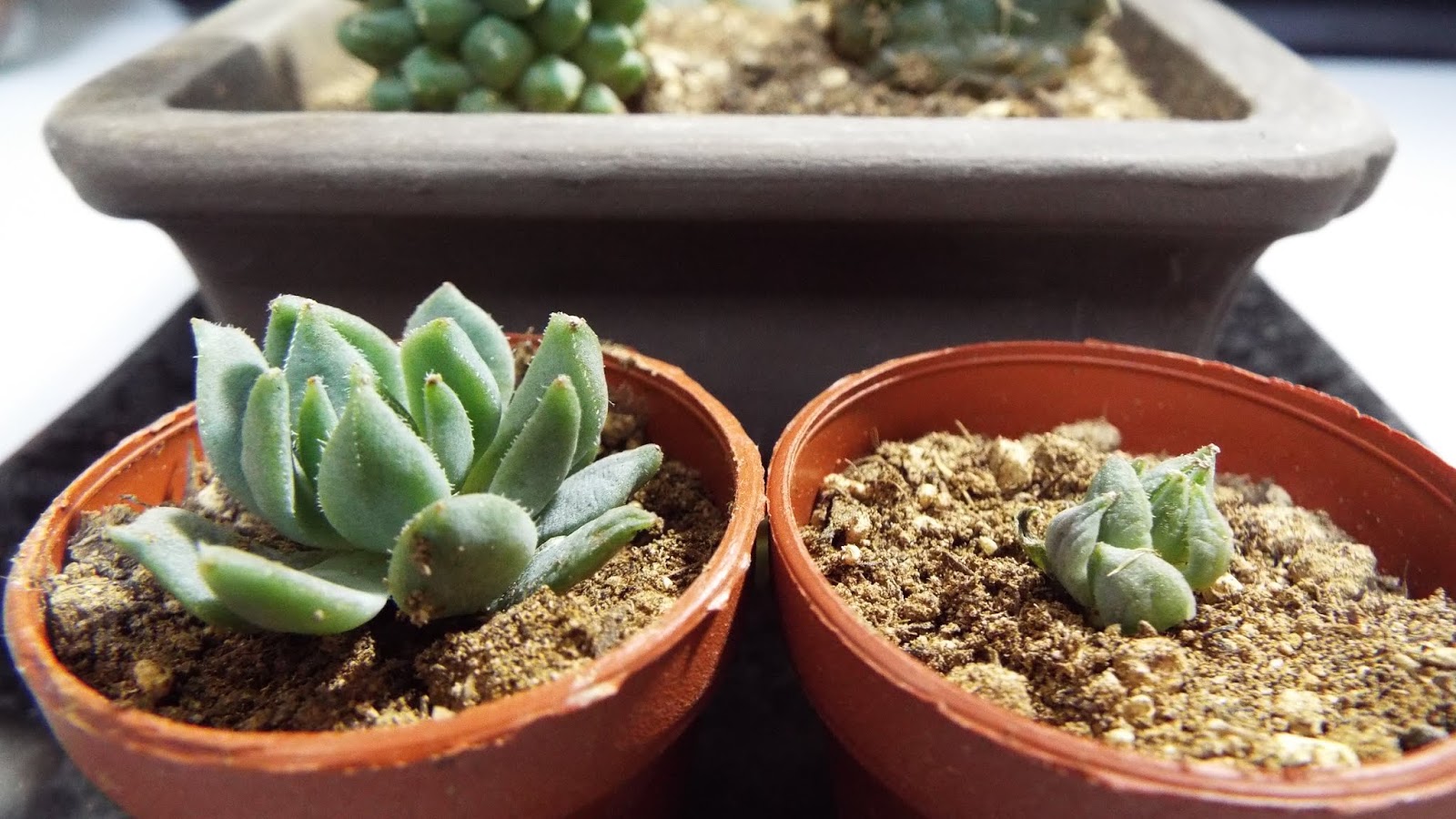 風薫盆栽の部屋 多肉植物を楽しむ 植替え後 初めての水やり 生育照度は４ ０００ルクスでスタート