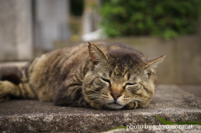 野良猫の写真