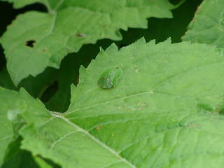 Cassida (Odontionycha) viridis DSC18138