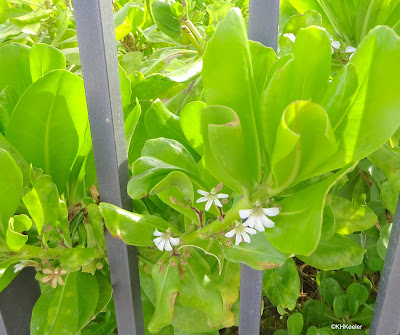 beach naupaka Scaevola taccada, Honolulu