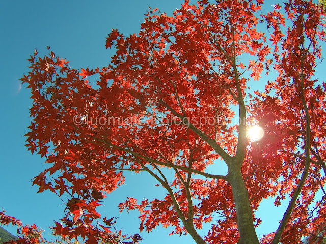 Wuling Farm maple autumn foliage