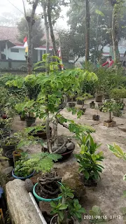 4 Tanaman di Sekitar Kita yang Bisa Dibuat Bonsai