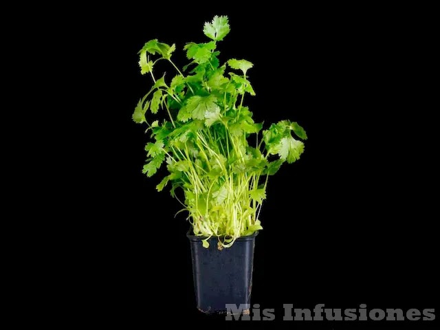 Cultivar cilantro en casa