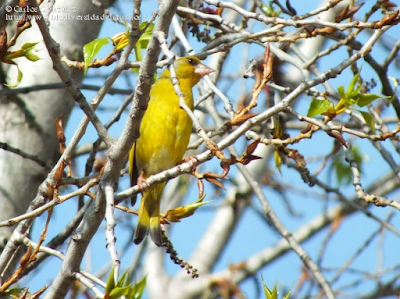 http://www.biodiversidadvirtual.org/aves/Chloris-chloris-img57515.html