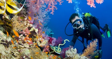 Explore recifes de coral do mundo com o Google Street View