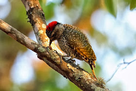 Little spotted Woodpecker