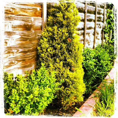 Hedge garden instagram photo