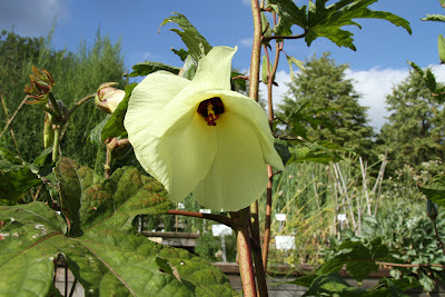 okra 'Abelmoschus esculentus'