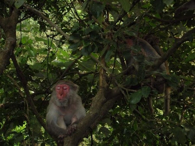 Meditating Monkeys Seen On www.coolpicturegallery.us