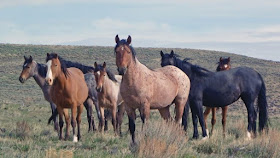 Wild Mustangs