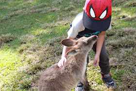 kangaroo yang sangat jinak dan mudah di dekati