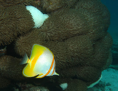 Margined coralfish - Chelmon marginalis