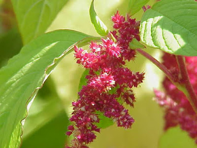 アマランサスの花