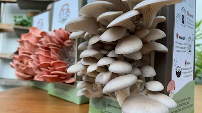 Australian mushroom supplies