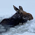 Brave Canadian Men Rescue Moose That Fell Through Ice