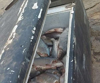Polícia Militar apreende 700 kg de peixes capturados ilegalmente em Catarina