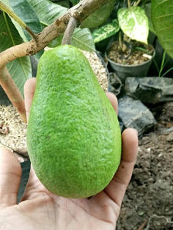 tanaman jambu biji alpukat bibit benih buah unik Pekanbaru