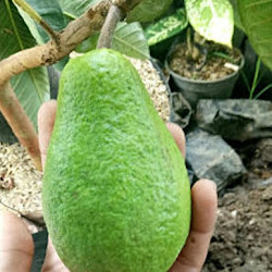 Jual Pohon Bibit Jambu Biji Alpukat Unggul Bogor