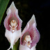 Orchid Flowers. Amazingly intricate internal morphology