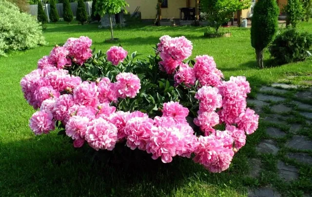 Peony flower used in the treatment of cancer and mental illness