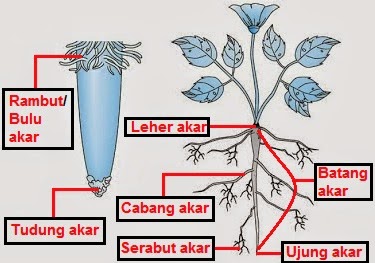  Akar  Radix MUNAWI INSIDE