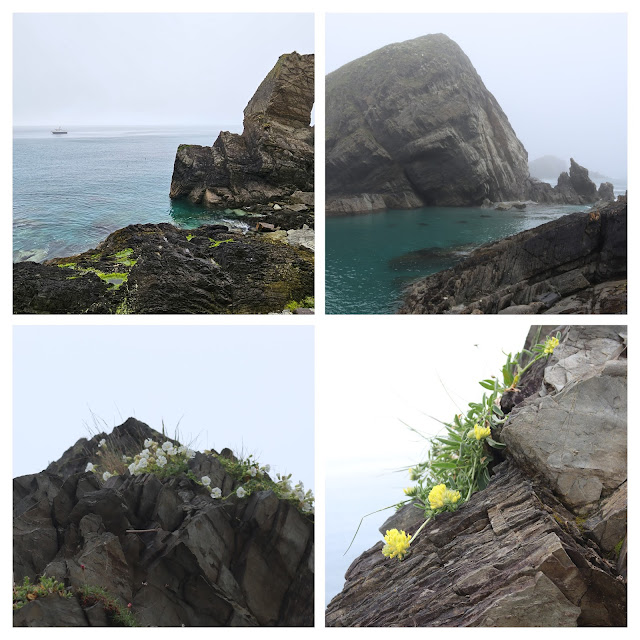Collage of images from landing bay, Lundy. Coastal scenes and rockery flowers