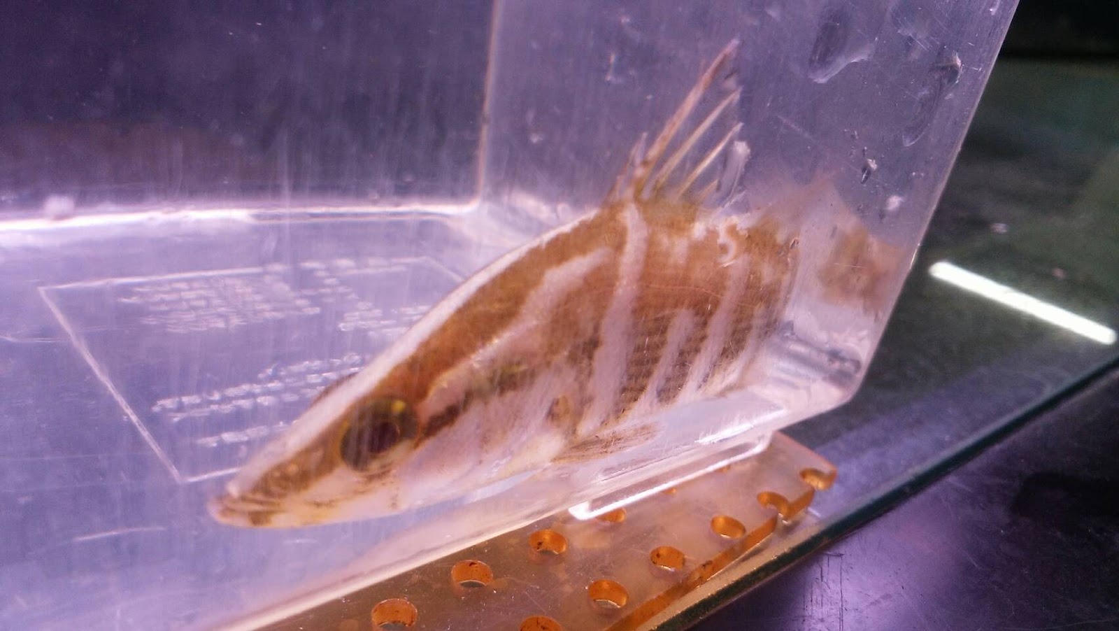 株式会社クロコ ブログ カッコイイ日本淡水魚入荷しました