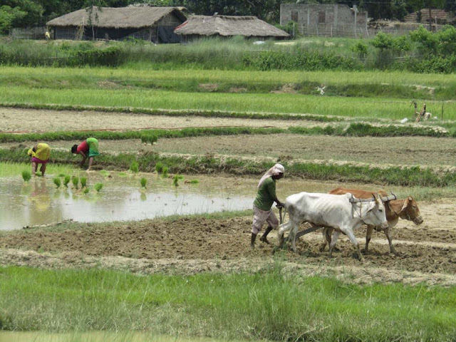 Farming in Nepal