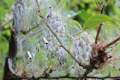 Vogelkersstippelmot - - Yponomeuta evonymella