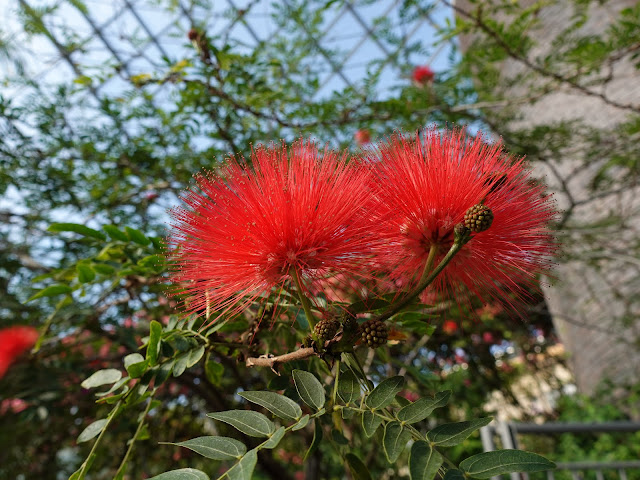 とっとり花回廊　オオベニゴウカン（大紅合歓）