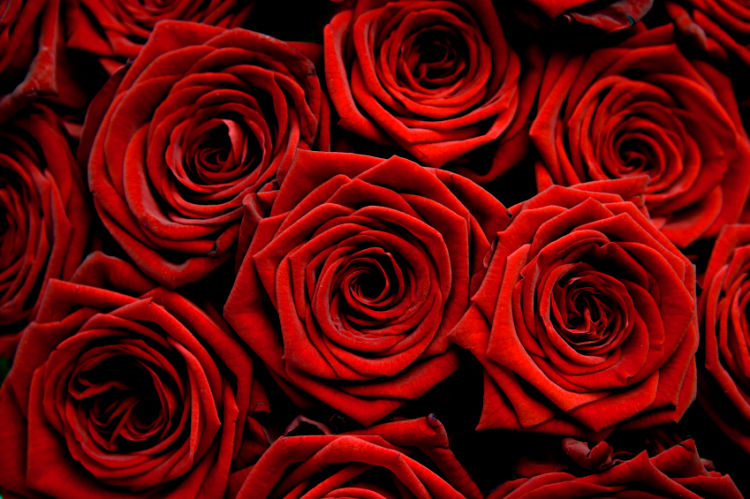 Beautiful Wallpapers Of Red Roses. Valentines Wallpapers: Rose