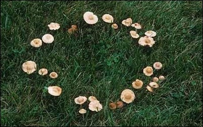 fairy ring
