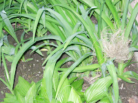 Robin's nest destroyed by rain