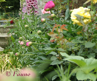 Peonies and other flowers