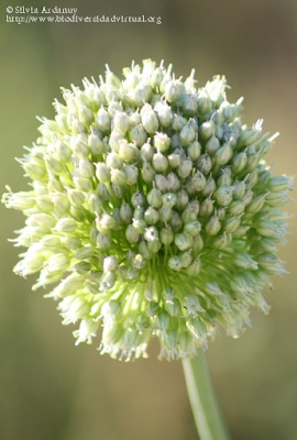 http://www.biodiversidadvirtual.org/herbarium/Allium-ampeloprasum-L.-img171475.html