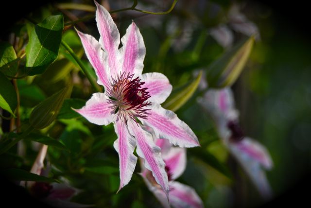 Clematis 'Nelly Moser'