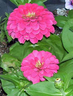 Zinnias up close.