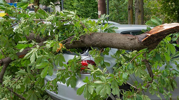 Cladoptosis or self pruning trees can cause the sudden drop of limbs on structures and vehicles