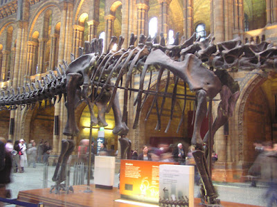 Closer look at skeleton in the Natural History Museum