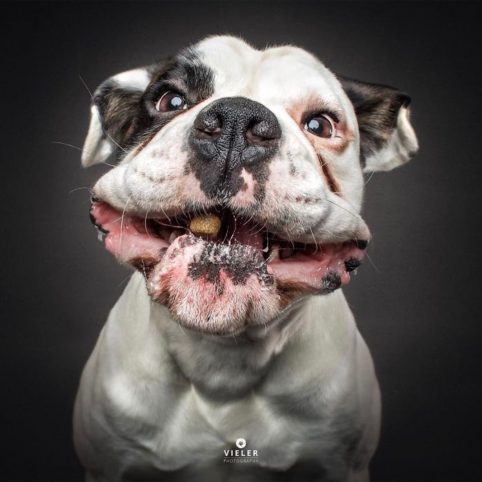 Hilarious Pictures Of Dogs Trying To Catch Treats In The Air