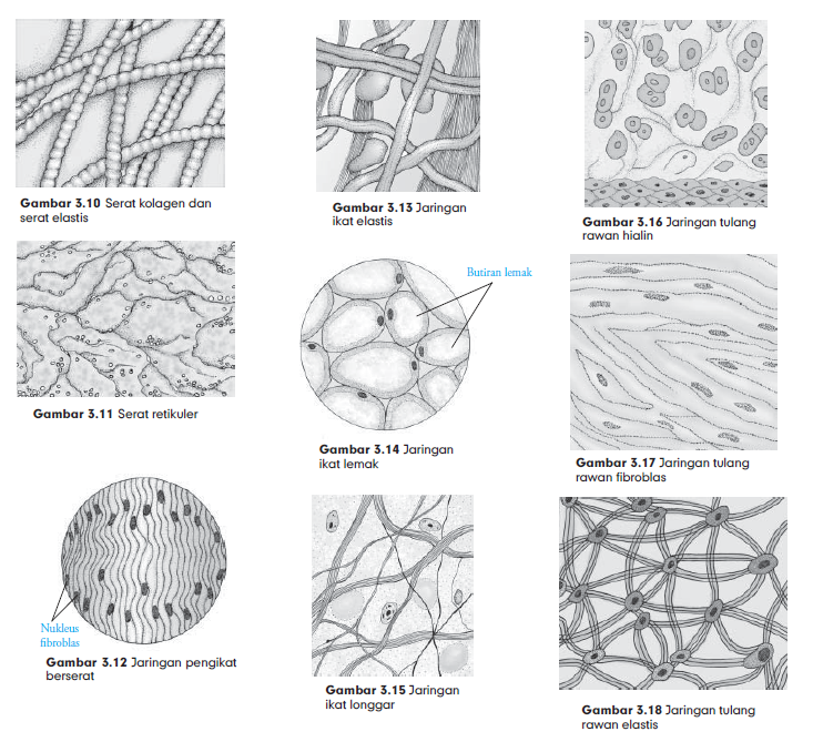 Macam Macam Jaringan Ikat Pada Hewan  Struktur dan 