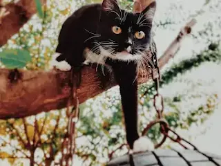 gato negro en árbol