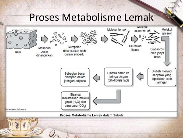 Pengertian Fungsi dan Metabolisme  Lemak Kumpulan