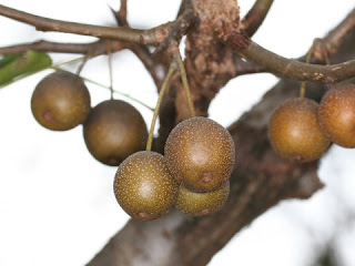 Груша Фори (Pyrus fauriei)