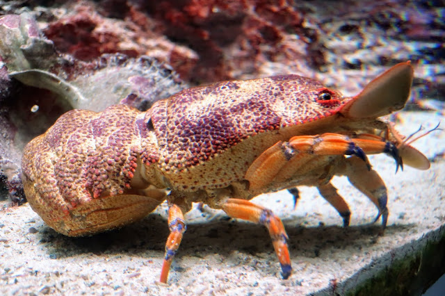 沖縄 美ら海水族館