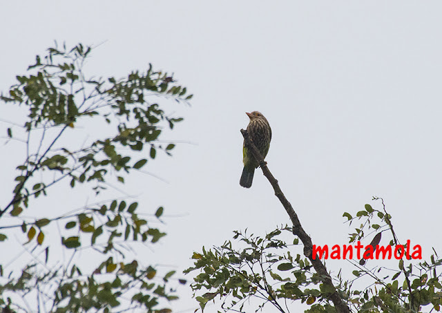 Lineated Barbet (Megalaima lineata)