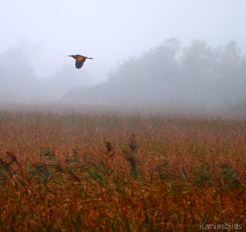 10-20-11 Autumn Marsh sky-kab