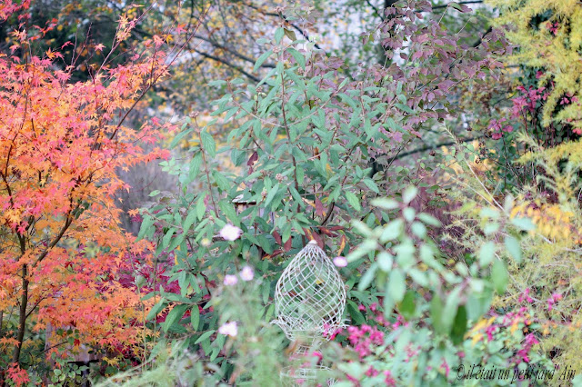 massif arbustes arbres en automne